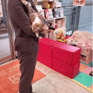 一只七岁的猫课长被逮捕，原因竟是长期要求员工加班......