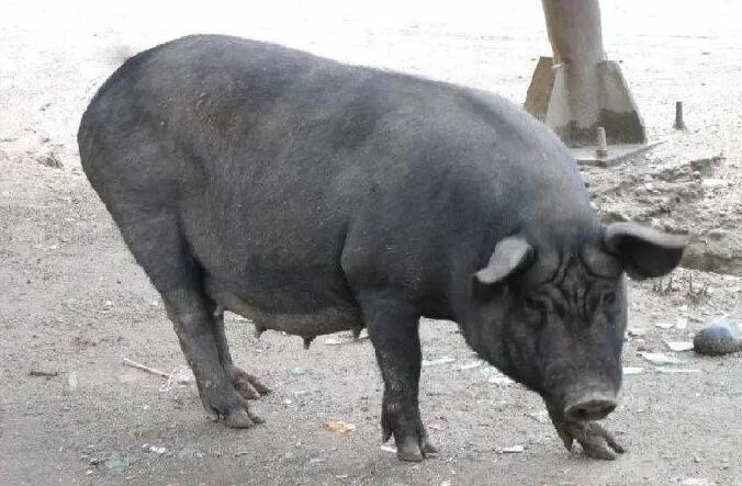 原来这就是原产于云南省富源县的大河乌猪