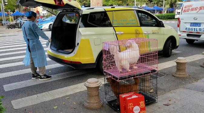 国内首个宠物方舱:想给宠物主人一些安慰 国内首个宠物方舱:想给宠物主人一些安慰