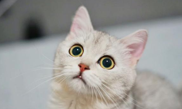 猫的寿命大概是多少年