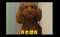 巨贵coco搞笑视频