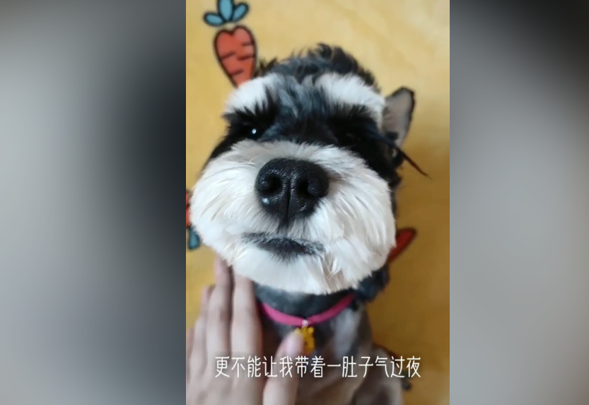 雪纳瑞～开心果果吃的什么