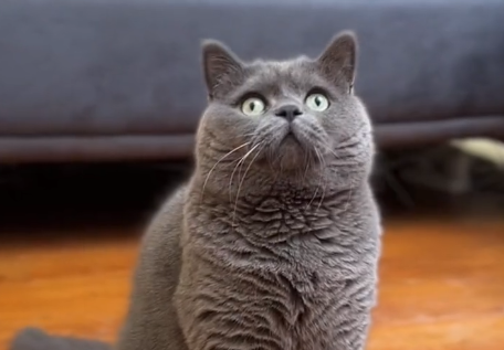 不撸猫是什么品种的猫.png 不撸猫是什么品种的猫.png