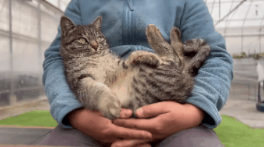 猫咪因霸占宝宝座椅被教训，猫：凭什么我这个宝宝不能坐？.png