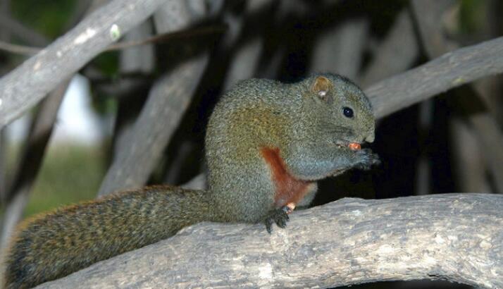 快来认识一下萌萌的蓝腹松鼠