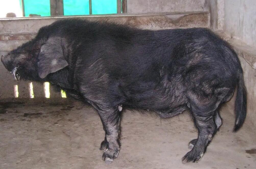 不清楚什么是定远猪瞧这里