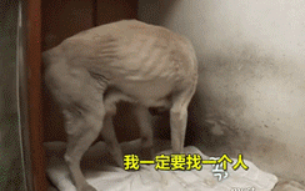 狗守护墓地11年，最后死在了主人的墓碑上