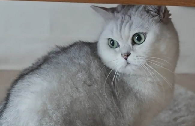 花花与三猫CatLive最诡异的一片.png 花花与三猫CatLive最诡异的一片.png