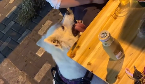 萨摩耶肉肉吃的什么.png