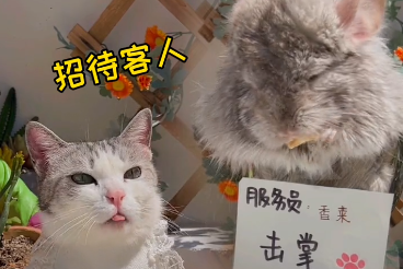 中华厨猫的猫本人照片