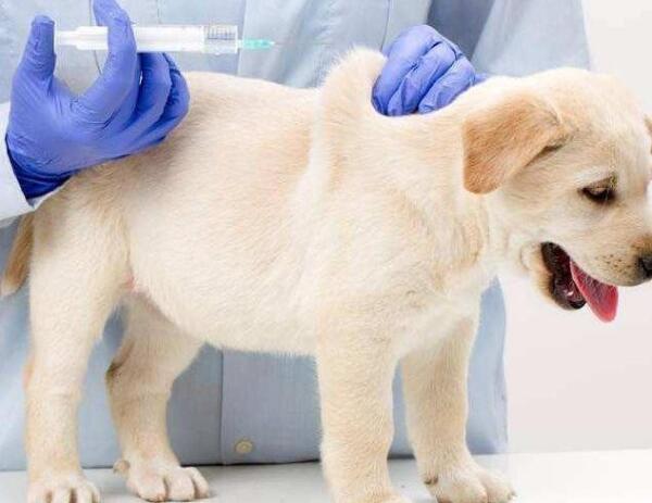 狗狗同时打两针疫苗有危险吗