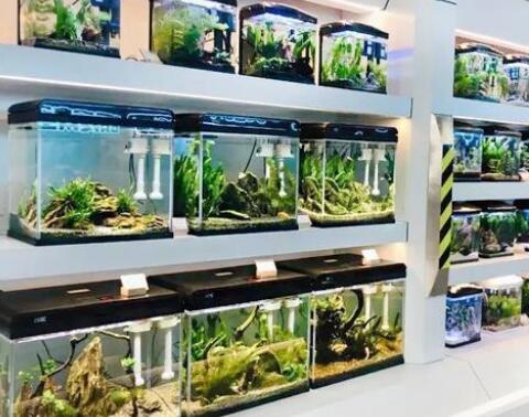 海关截获17厘米坦桑尼亚蓝腿蜈蚣 为何异宠被截获？