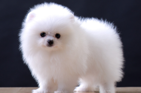 一个多月的比熊幼犬怎么喂养