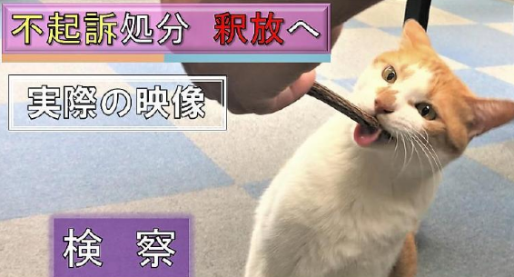 一只七岁的猫课长被逮捕，原因竟是长期要求员工加班......