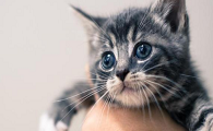 猫多大可以配种生小猫