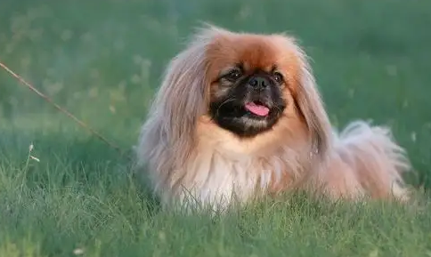 北京犬学会这样的吃饭规矩，主人会省心很多