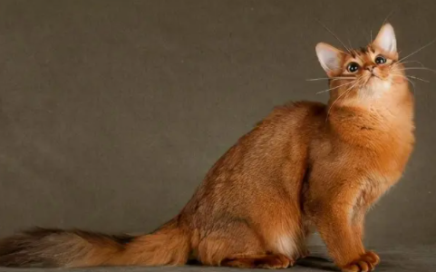 这样训练索马里猫,很有效! 这样训练索马里猫,很有效!