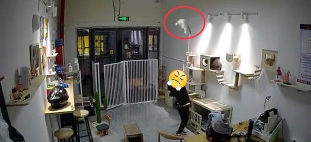 气愤！小男孩私闯猫舍将幼猫逐个抛向高空后砸地，家长反怪店门没关