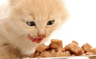 猫眼睛流眼泪怎么回事睁不开眼