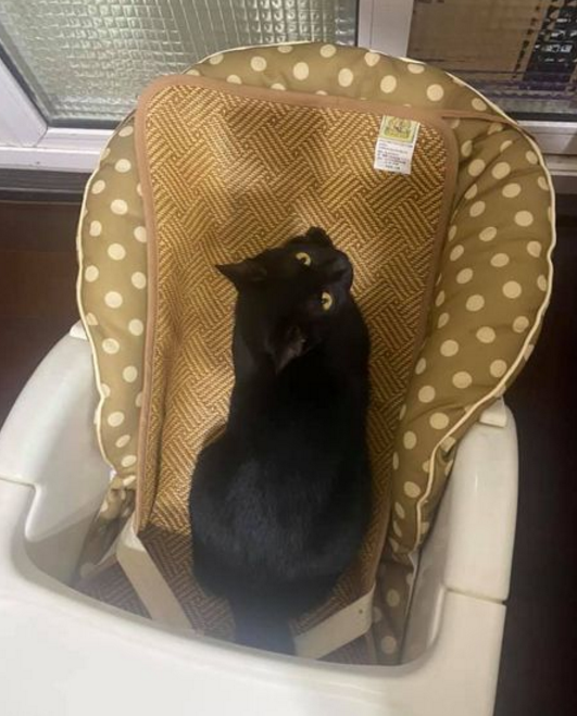猫咪因霸占宝宝座椅被教训，猫：凭什么我这个宝宝不能坐？.png
