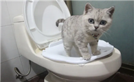 猫拉的屎上有白色粘膜是什么