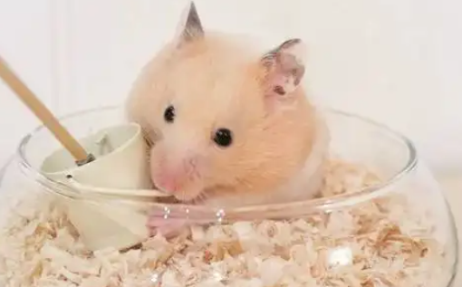 仓鼠有寄生虫吗 给人带有危害吗