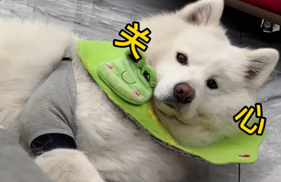 果果是只假假假萨摩搞笑视频.png