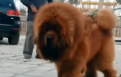 藏獒天后为什么那么大.png