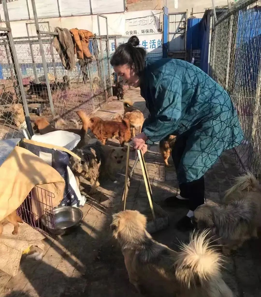 紧急求助！三百只流浪猫狗已经断粮，一起帮帮它们吧！