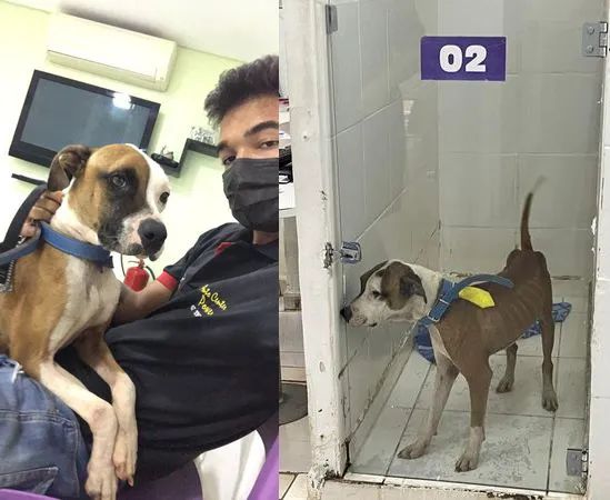 一男子车被找回后还附送了一只狗|警察：你家狗在车顶！