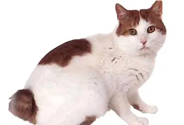 日本短尾猫打滚训练方法，快来掌握！
