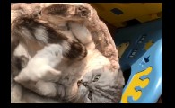 猫侠真名是谁叫什么