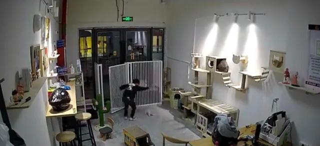 气愤！小男孩私闯猫舍将幼猫逐个抛向高空后砸地，家长反怪店门没关