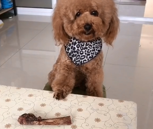 网红泰迪哈尼搞笑视频
