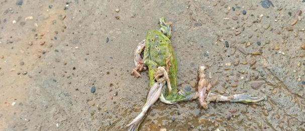 一只保护动物绿蛙不知道被谁压死在马路上了？