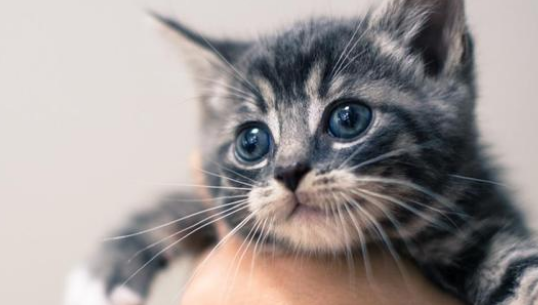 猫多大可以配种生小猫