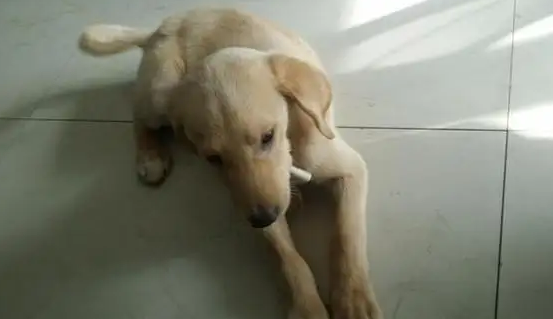 犬瘟热小狗死之前的征兆 宠物网问答