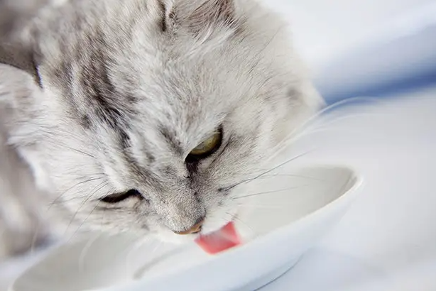 猫咪益生菌的作用及功能主治 猫咪益生菌的作用及功能主治
