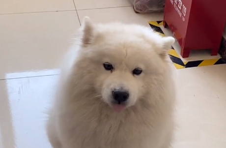 蕉太狼爱睡懒觉吃的什么.png