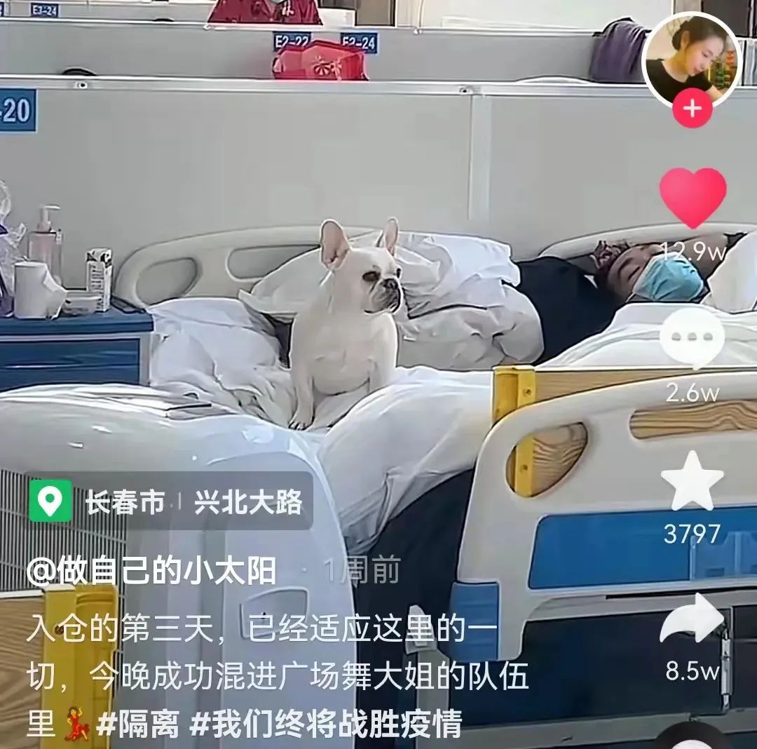 狗狗10天变团宠|上海一方舱医院狗狗随主人一起出院 狗狗10天变团宠|上海一方舱医院狗狗随主人一起出院