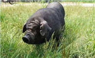 回锅肉的“最好搭档”——成华猪