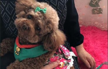会吹哨子的球球是什么狗