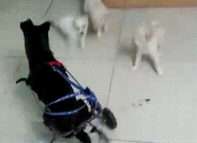 紧急求助！三百只流浪猫狗已经断粮，一起帮帮它们吧！