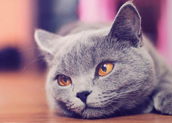 猫的屎里有血怎么回事