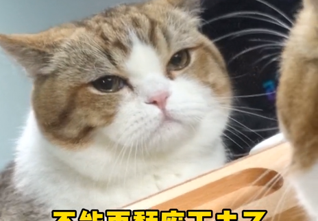 五阿哥的铲屎官是什么.png 五阿哥的铲屎官是什么.png