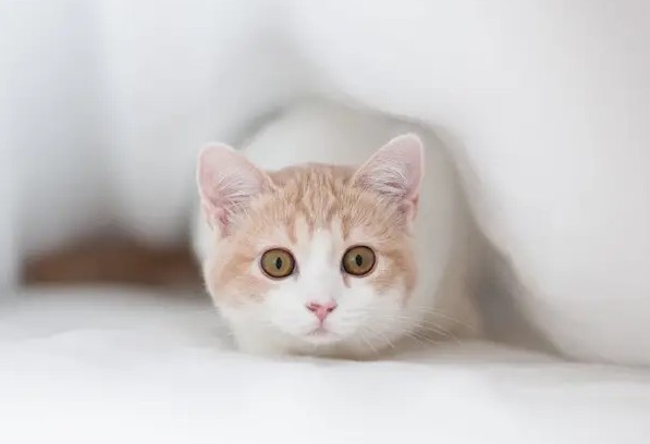 猫咪张嘴吐舌头是什么意思