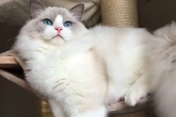 小猫呕吐物里面有血丝怎么回事 小猫呕吐物里面有血丝怎么回事
