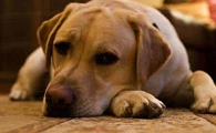如何判断狗狗发烧了没有