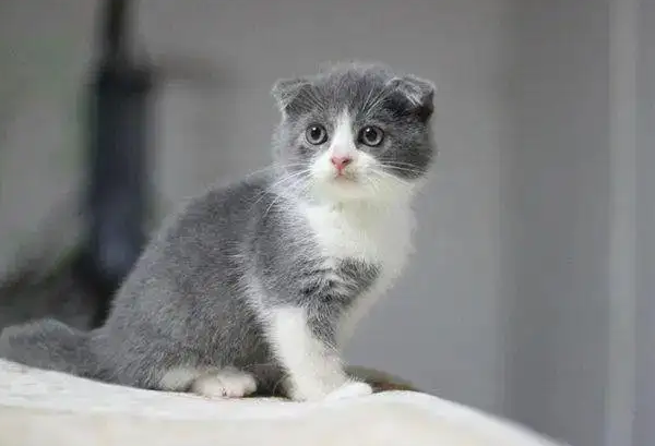 猫咪拉血便怎么回事精神差不爱吃东西