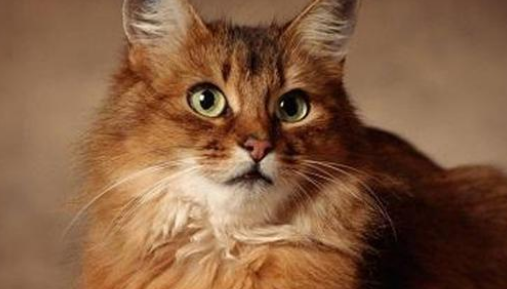猫的耳朵热热的怎么回事 猫的耳朵热热的怎么回事